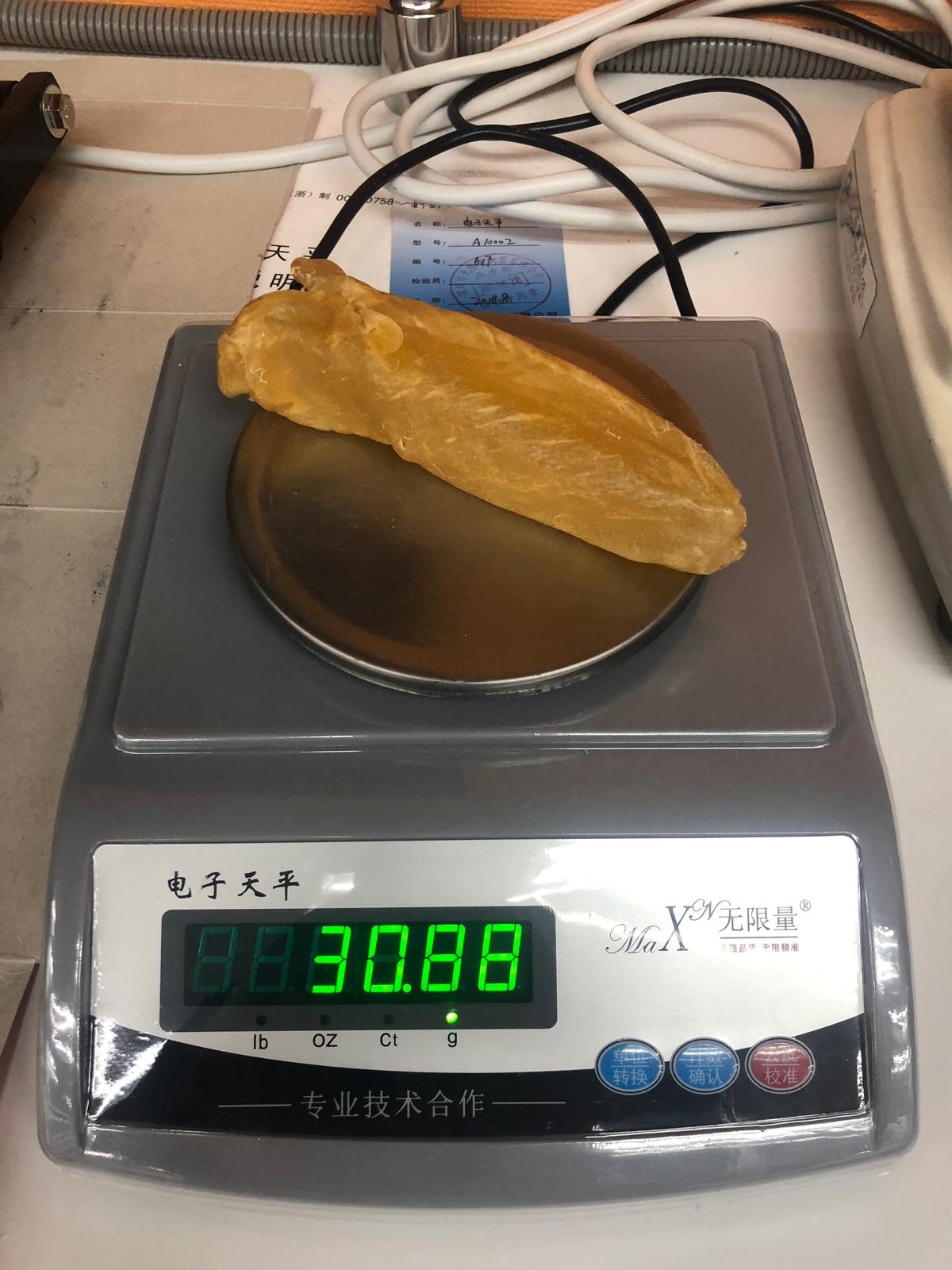 巴西花膠筒 (21 頭)