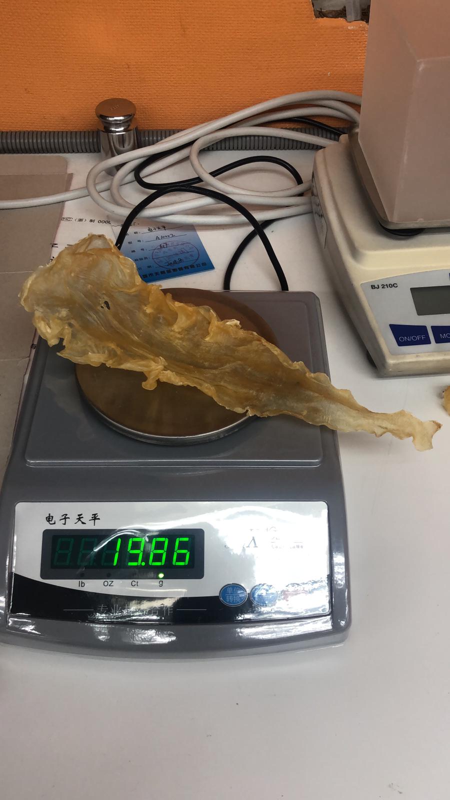 冰島鱈魚膠 (36-38) 頭