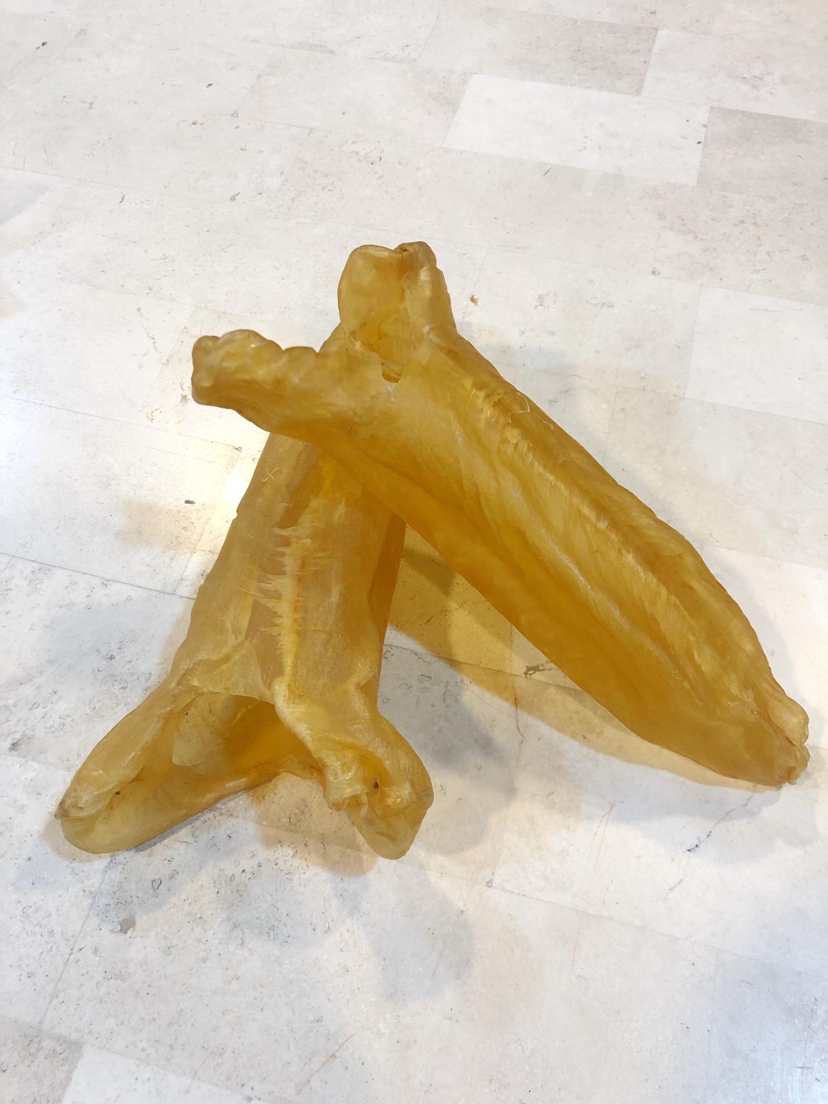 巴西花膠筒 (8 頭)