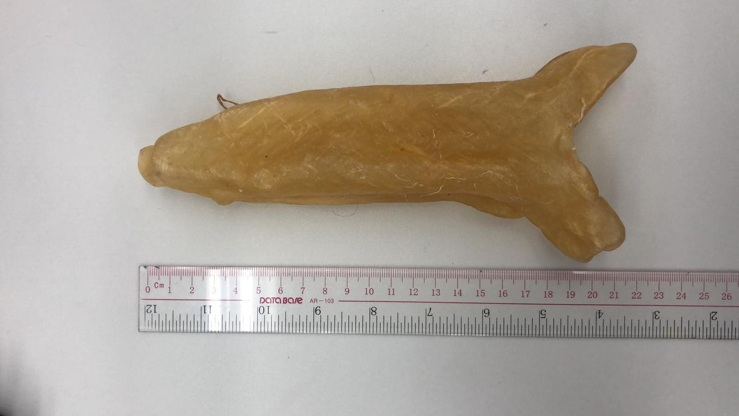 巴西花膠筒 (7頭)