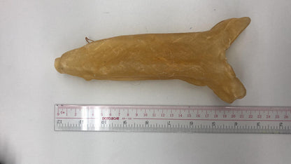 巴西花膠筒 (7頭)