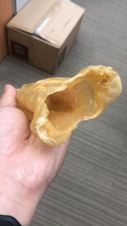 巴西花膠筒 (7頭)