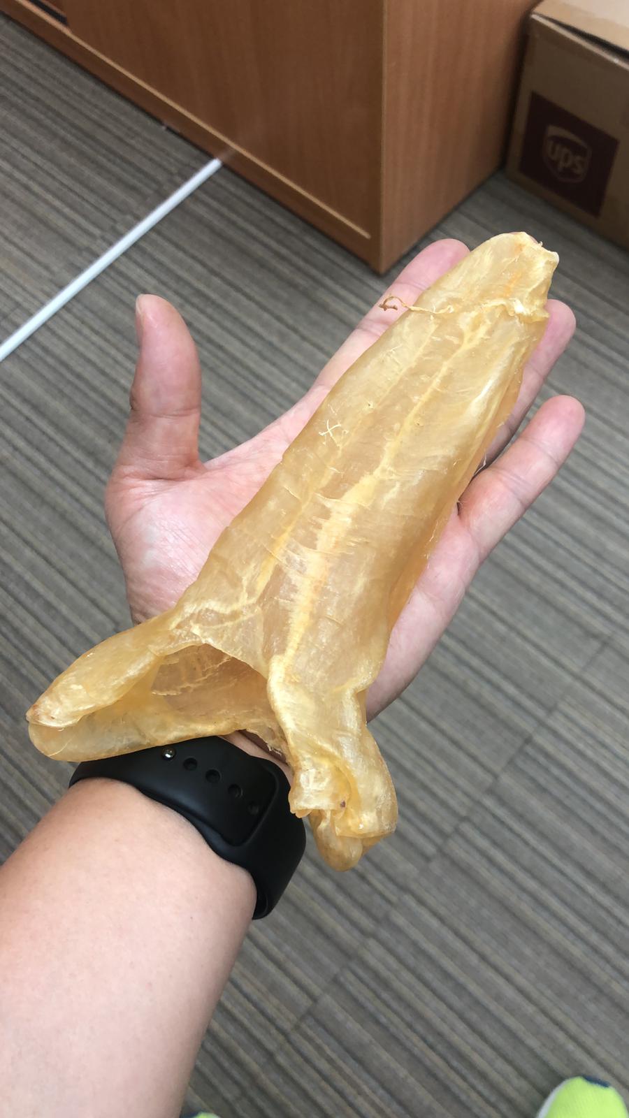 巴西花膠筒 (8 頭)