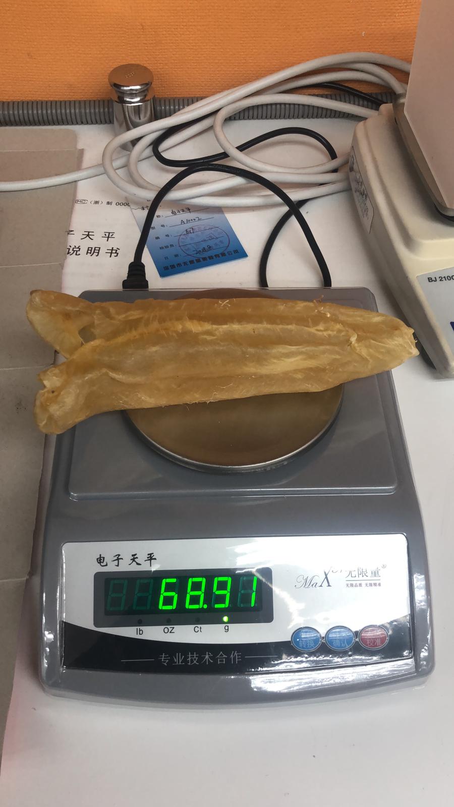 巴西花膠筒 (8 頭)