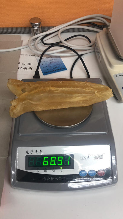 巴西花膠筒 (7頭)