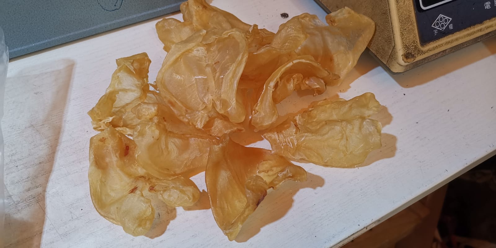 巴西鴨泡肚 (50-52) 頭