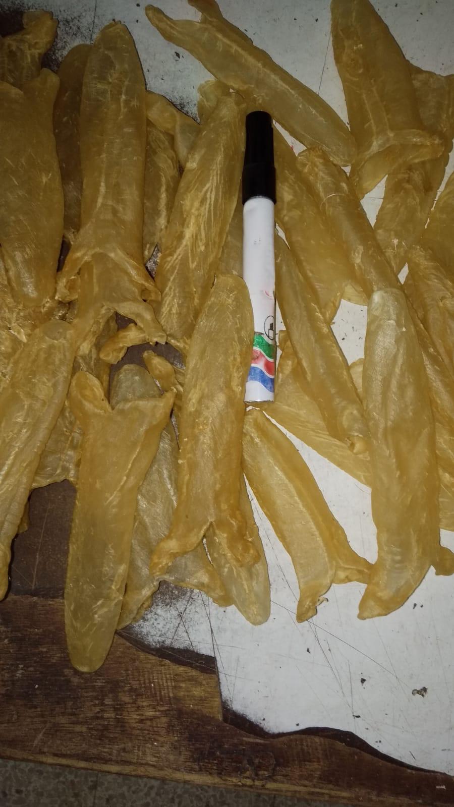 巴西花膠筒 (55 頭)