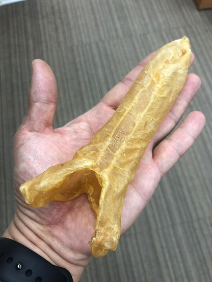 巴西花膠筒 (21 頭)