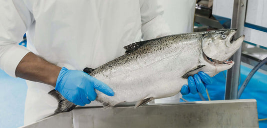 Ora King帝皇三文魚原條冰鮮預訂｜Ora King Salmon Whole Fish (Pre-Order)