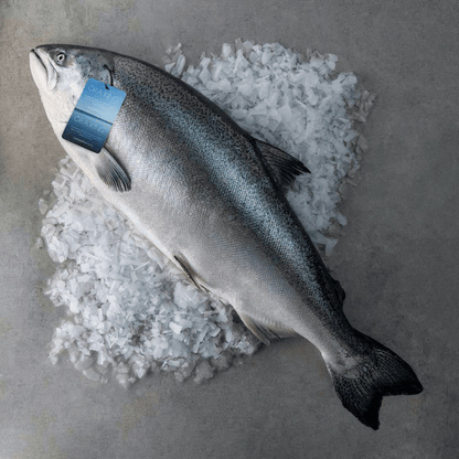  Wagyu Beef of the Seafood World: New Zealand Ora King Salmon  | Mode de Vie Mall