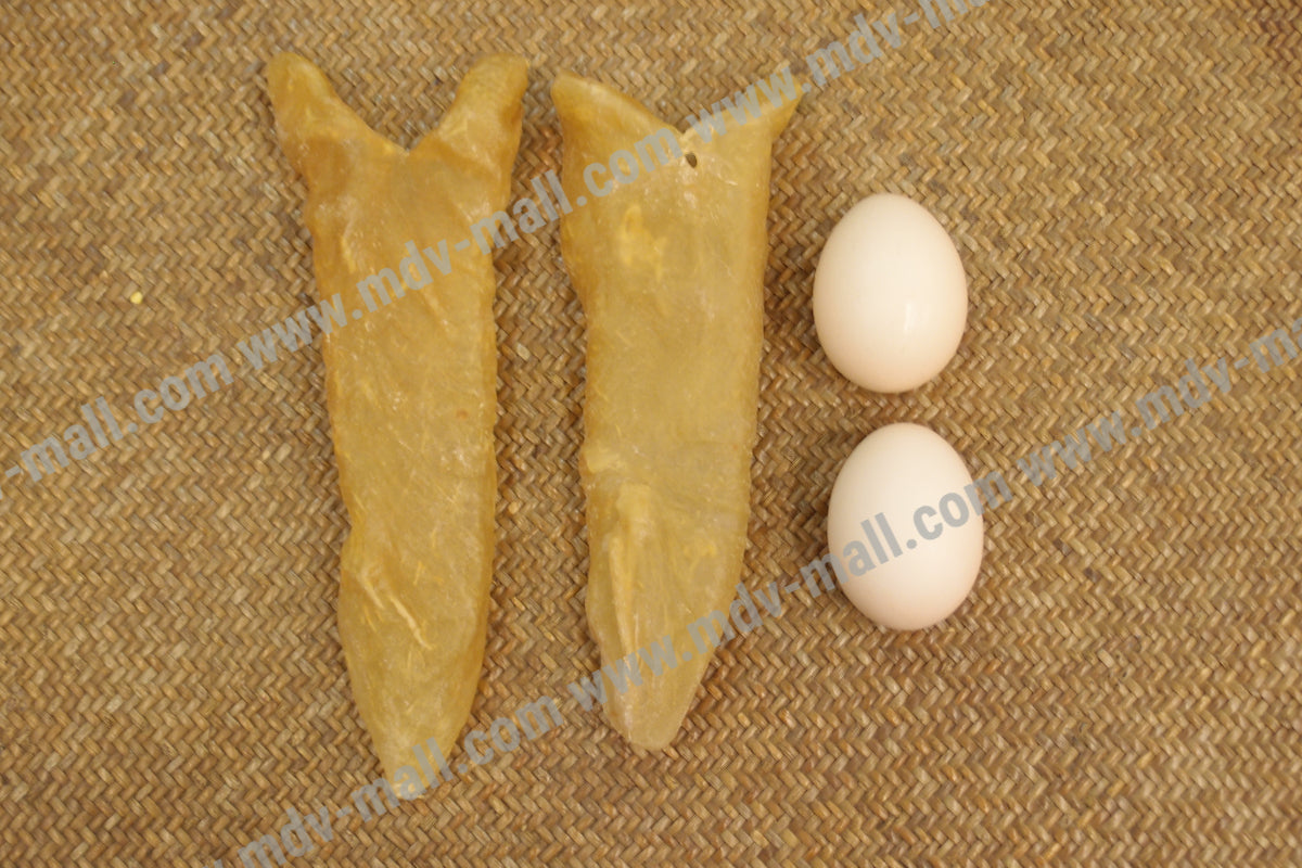 巴西花膠筒 (13 頭)