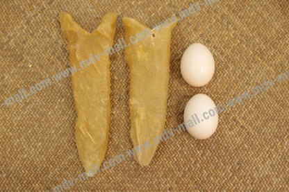 巴西花膠筒 (13 頭)