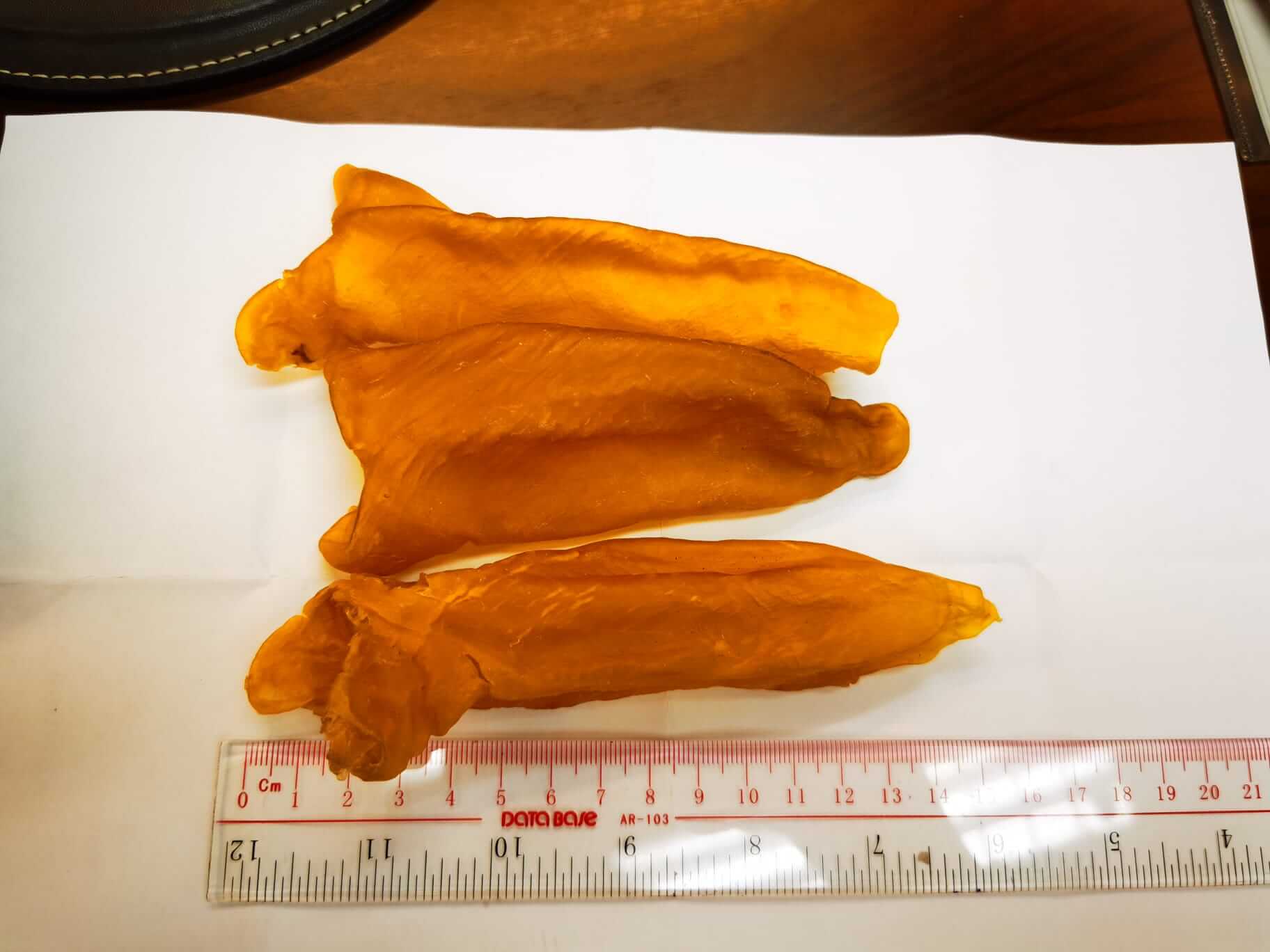 巴西花膠筒 (32 頭)