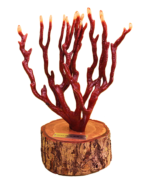 ZBLOSSOM北海道「鹿角靈芝」粉末